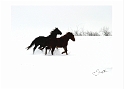 020904_7620 Horses in Snow